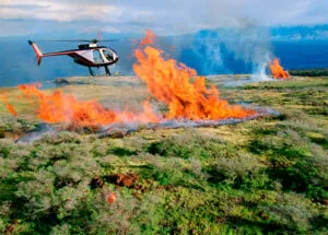 BLOG 35 INCENDIO FLORESTAL